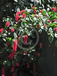 Image result for Acalypha segetalis