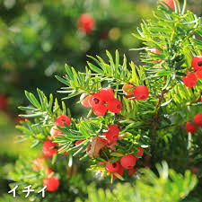 トオヤマグリーン