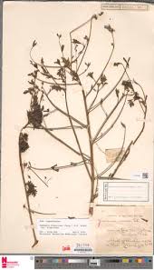 Image result for Sesbania sericea