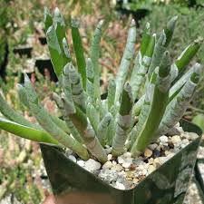 Image result for Senecio forbesii