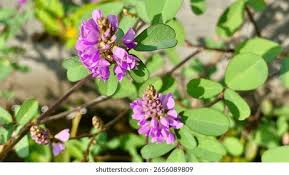 Image result for Commicarpus pedunculosus