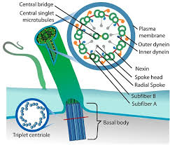 Nov 09, 2016 · unlike amoeba, they have well developed with cell organelles like eyespot (stigma), flagella, etc. Cilium Definition Function And Structure Biology Dictionary