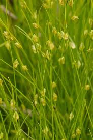 Image result for Isolepis