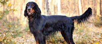 Puppies should receive 2 vaccinations, the first at around 8 to 10 weeks of age and the second, two weeks later at around 10 to 12 weeks of age. Gordon Setter Puppies For Sale Greenfield Puppies
