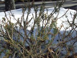 This is the time of the year when we see deer feeding mostly on evergreen plants like arborvitae there are several factors that can control how much damage deer will do in a landscape Gardeners Frustrated With Heavy Deer Damage This Season Msu Extension