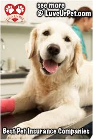 Best Pet Insurance Companies Pet Petinsurance Insurance Insurancecompanies Luveurpet Pet Insurance Best Pet Insurance Pet Insurance Cost