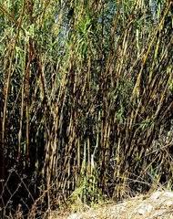 Image result for Rhytachne robusta