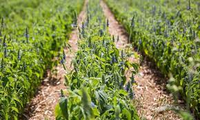 First Uk Grown Chia Seeds To Go On Sale This Week Growing Chia Seeds Plants Seeds