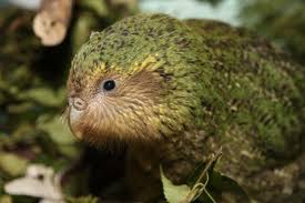 Birds That Cannot Fly With Names The Creature Feature 10 Fun Facts About The Kakapo Kakapo Parrot Rare Birds Bird Species