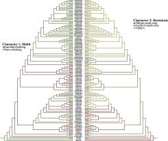 Image result for Ceropegia namuliensis