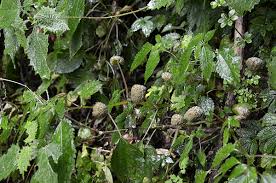 Image result for Lecanthus peduncularis
