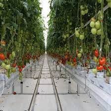 Features Of Hydroponics Tomato Greenhouse Hydroponics Greenhouse Hydroponics System