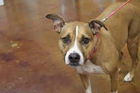 Lab Mix Or Pit Bull Mix What Shelters Aren T Telling Adopters Faithfully Yours Dog Training Certified Dog Trainer In Jackson Ms