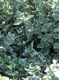Image result for Euonymus fortunei