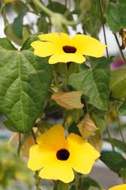 Image result for Thunbergia alata