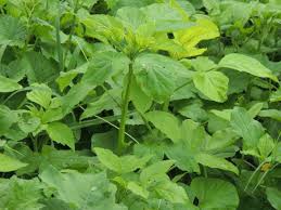 Image result for Cyamopsis