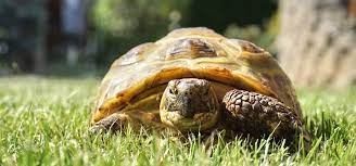 A Beginner S Guide To Owning A Tortoise Green Lane Farm Boarding Kennels