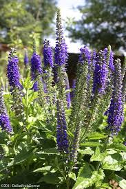 The texas state flower is a hardy winter annual native to texas. Perennial Flowers For North Texas Flowers Perennials Garden Flowers Perennials Texas Landscaping