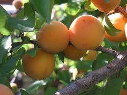 By growing some of your own fruit, you can save money, include healthy foods in your family's meals and enjoy the convenience of. Fruit Trees San Diego Guide The Best Trees To Plant Install It Direct