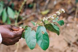 Image result for Dichapetalum