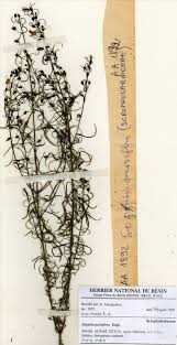 Image result for Sopubia ramosa