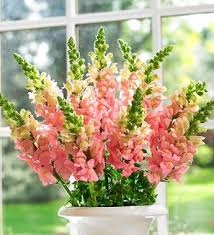 T here is a misconception that learning how to make a diy wedding bouquet is an arduous feat, which it's absolutely not. I Love Snapdragons Especially The Multicolored Ones If Not The Bouquet Maybe They Woul Snapdragon Flowers Cascading Wedding Bouquets Flower Identification
