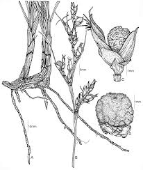 Image result for Scleria poiformis