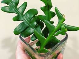 If kept indoors or too close to a. Fishbone Cactus How To Propagate Care For Ric Rac Cactus