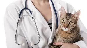They were both exhibiting the sneezing, watery eyes, vomiting, and congestion. Cats Get The Sneezes And Suffer From Runny Noses And Watery Eyes Stuff Co Nz