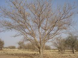 Image result for Acacia senegal