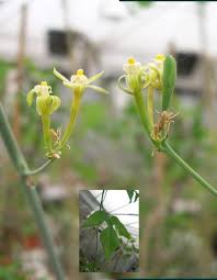 Image result for Adenia repanda