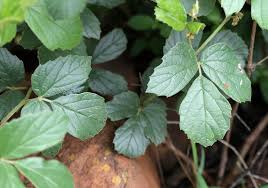 Image result for Rhoicissus tridentata