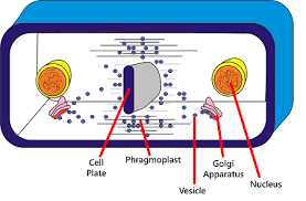 We did not find results for: Cytokinesis Animal Vs Plant Cells Video Lesson Transcript Study Com