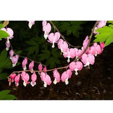 Image result for Dicentra spectabilis alba