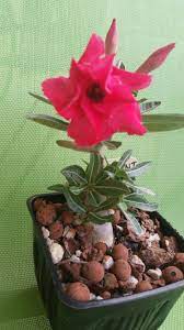 Pin On My Desert Roses Adenium