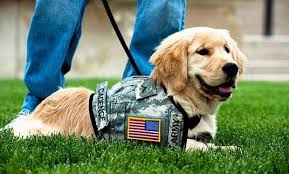 The puppy institute is a leading source for information on dog training techniques, dog training programs, dog training equipment and general dog care. Off Leash K9 Training Of Chicago Dog Obedience Training Behavior Modification