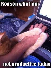 Que Podria Ser Mas Peligroso Que Una Serpiente Una Escalopendra Por Ejemplo Crazy Cats Funny Cats Funny