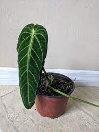Anthurium Warocqueanum Queen Anthurium Wide Form Etsy Anthurium Anthurium Plant Plant Aesthetic
