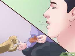 How To Take Care Of A Monkey: 15 Steps (With Pictures) - Wikihow