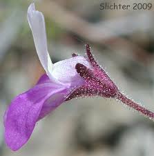 Image result for Nesaea linearis