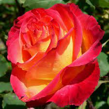 The Health Benefits Of Rose Rose Water Rose Oil Rose Hip Seed Oil And Rose Tea Rainbow Roses Fragrant Roses Black Rose Flower