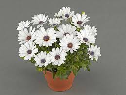 Image result for Osteospermum nyikense