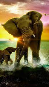 Hd Iphone Wallpaper Elephant Wallpaper Elephant Drawing Animals