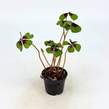Image result for Oxalis tetraphylla
