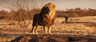 Cactus ranch elementary is located in round rock city of texas state. Pdf Botswana S Desert Amp Delta Mammals Naturetrek Wildlife Pdf Ebook Trois Mille