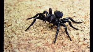 Check out the best spider killer sprays to kill them easily and create a protective barrier. Wa Bugs What To Watch Out For Western Australian Museum
