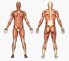 Battle buddies part 1 (2017). Muscle Imbalances