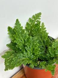 Image result for Selaginella congoensis