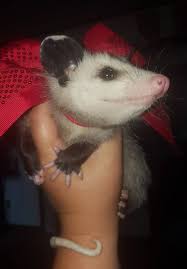 Meet Crash And Her Curly Tail Super Cute Animals Cute Baby Animals Possum