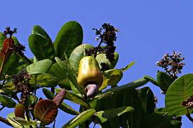 Check spelling or type a new query. Cashew Nuts Fruit Tree Anacardiaceae Fruit Tree Mango Family Ripe Yellow India Growth Pxfuel